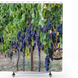 Personality  Large Bunche Of Red Wine Grapes Hang From A Vine. Ripe Grapas  Shower Curtains