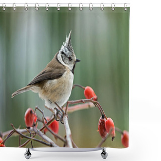 Personality  Crested Tit Shower Curtains