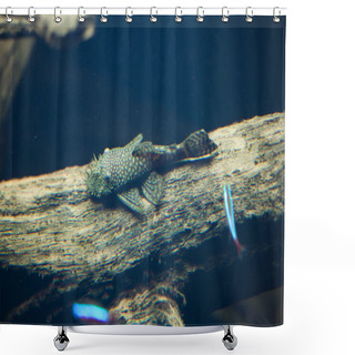 Personality  Galaxy Pleco (Leporacanthicus Galaxias) Shower Curtains