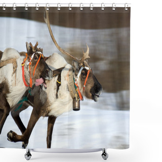 Personality  Racing Of Reindeers In Time Of Russian North Festival. Motion Blur. Shower Curtains