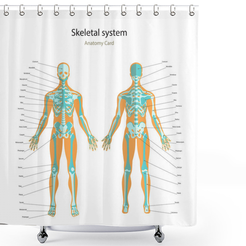 Personality  Anatomy Guide Of Human Skeleton With Explanations. Anatomy Didactic Board Of Human Bony System. Front And Rear View. Shower Curtains