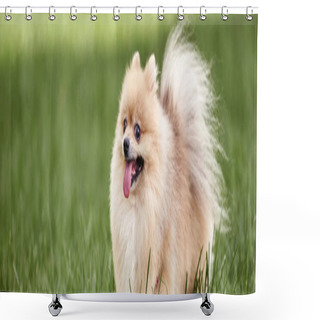 Personality  Joyful Pomeranian Spitz Sticking Out Tongue While Walking On Green Grass In Park, Enjoyment, Banner Shower Curtains