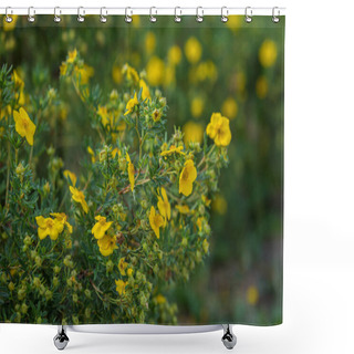 Personality  Yellow Flowers Of Potentilla Fruticosa Shower Curtains