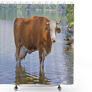 Personality  Bathing Pleasure Of A Cow Shower Curtains