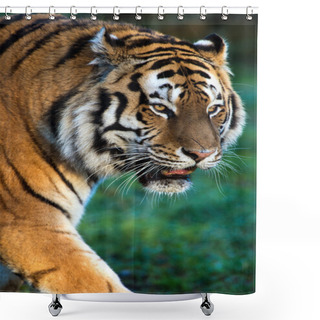 Personality  Siberian Tiger Shower Curtains
