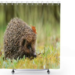Personality  Young Hedgehog In Forest Shower Curtains
