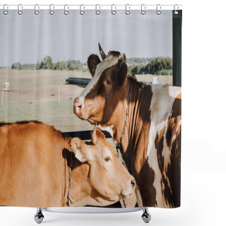 Personality  Brown Domestic Cows Standing In Stall At Farm Shower Curtains