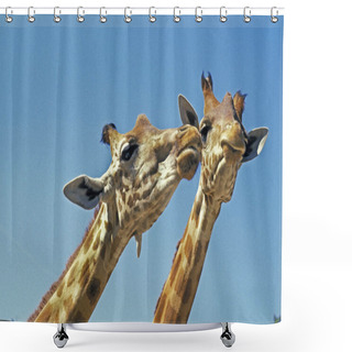 Personality  Rothschild's Giraffe,  Giraffa Camelopardalis Rothschildi   Shower Curtains