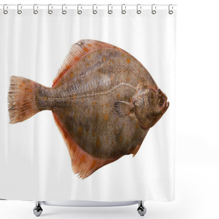 Personality  Flounder Shower Curtains