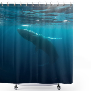 Personality  Humpback And Sunlight Underwater Shower Curtains