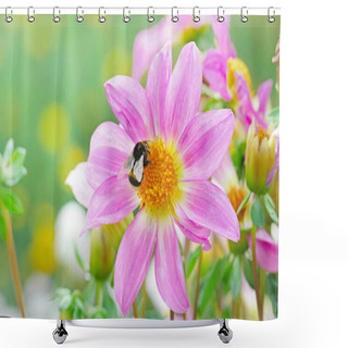 Personality  Large Black Bumble Bee Collects Nectar On A Dahlia. Shower Curtains