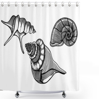 Personality  Hand Drawn Sea Shells Shower Curtains