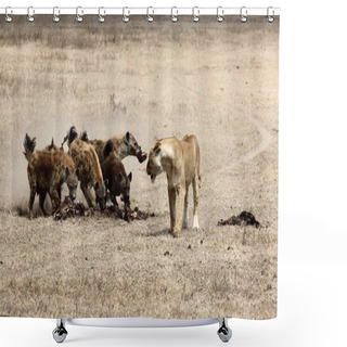 Personality  Wide Shot Of A Lion And Hyenas In A Field Shower Curtains
