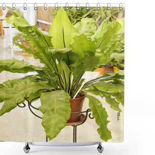 Personality  Beautiful Asplenium Nidus Plant In The Garden Under The Sun Shower Curtains