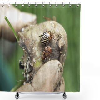 Personality  Colorado Potato Beetles Or Ten-striped Spearman (Leptinotarsa Decemlineata) Shower Curtains