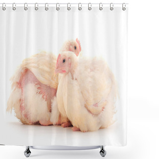 Personality  Two Chicken Or Young Broiler Chickens On Isolated White Background. Shower Curtains