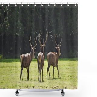 Personality  Trio Of Red Deer Stags Prowling For Females During Rut Season In Shower Curtains