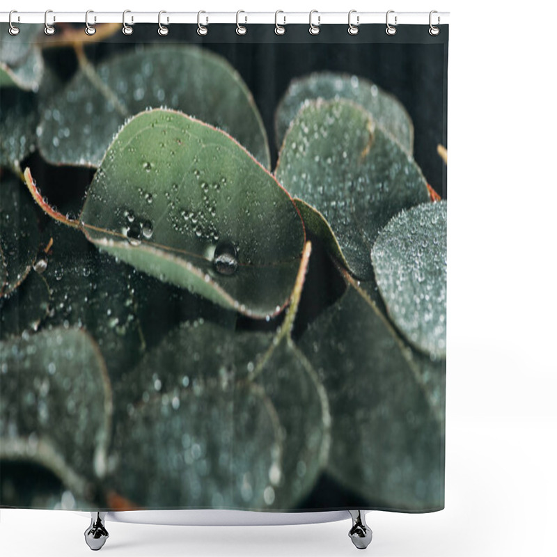 Personality  Selective Focus Of Beautiful Green Eucalyptus With Dew Drops  Shower Curtains