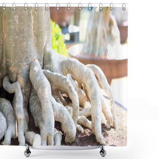 Personality  Closed Up Root Of Desert Rose Or Adenium Flower In Bonsai Style Shower Curtains