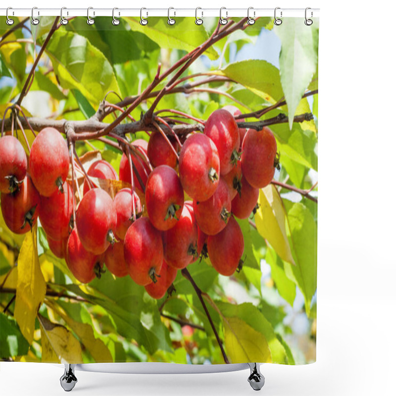 Personality  Crabapple And Wild Apple. Malus  Is A Genus Of About  Species Of Small Deciduous Apple Trees Or Shrubs In The Family Rosaceae Shower Curtains