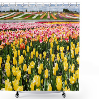 Personality  Selective Focus Of Colorful Tulips Field Shower Curtains