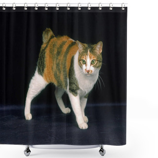 Personality  Japanese Bobtail Domestic Cat Against Black Background     Shower Curtains