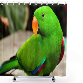 Personality  Green Eclectus Parrot Shower Curtains