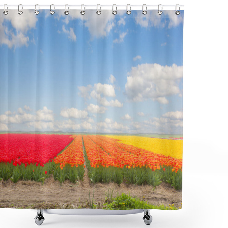 Personality  Dutch Yellow Tulip Fields In Sunny Day Shower Curtains