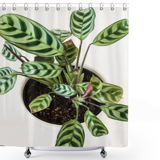 Personality  Prayer Plant (Ctenanthe Burle Marxii Amabilis) On White Background. Trendy Exotic Houseplant Detail, Top-down View. Shower Curtains
