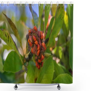 Personality  Magnolia Soulangeana Tree Branches With Green And Yellow Leaves And Pink Seed Cones With Bright Orange Seeds, Autumnal Nature Shower Curtains