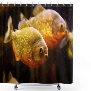 Personality  Red Piranha (Serrasalmus Nattereri) Swimming Underwater Shower Curtains