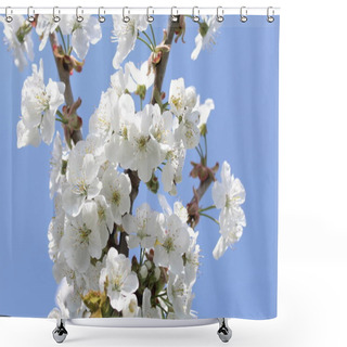 Personality  Blossoming Cherry Tree In The Garden Shower Curtains
