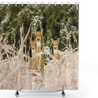 Personality  Three White Tail Deers Shower Curtains