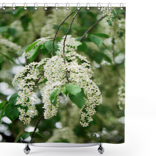 Personality  Close-up View Of Beautiful Blooming Bird Cherry Tree  Shower Curtains