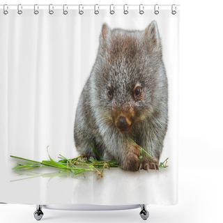 Personality  Little Wombat Shower Curtains