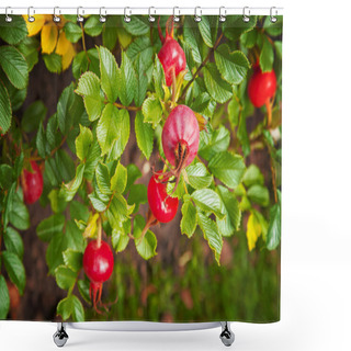 Personality  Rose Hip Bush Shower Curtains