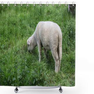 Personality  Shaft Grazes In The Meadow With Tall Grass Shower Curtains