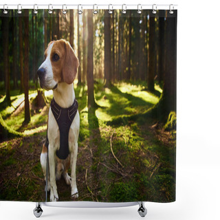 Personality  The Beagle Dog In Sunny Autumn Forest. Alerted Hound Searching For Scent And Listening To The Woods Sounds. Shower Curtains