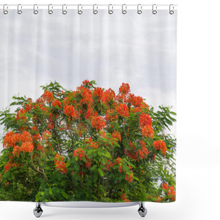 Personality  Caesalpinia Pulcherrima Flame Tree Flower. Shower Curtains