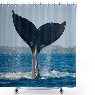 Personality  Humpback Whale Jumping Out Of The Water Shower Curtains