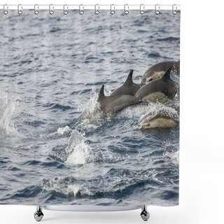 Personality  Dana Point, California. A Group Of Short-beaked Common Dolphins, Delphinus Delphis Swimming In The Pacific Ocean Shower Curtains