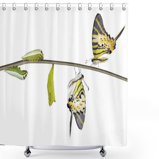 Personality  Isolated Five Bar Swordtail Butterfly Life Cycle (antiphates Pom Shower Curtains
