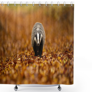 Personality  European Badger Walking On Orange Foliage In Autumn Nature. Shower Curtains