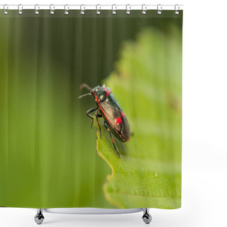 Personality  Eurydema Oleraceum Shower Curtains