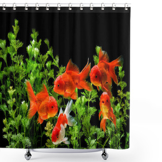 Personality  Carassius Auratus Goldfish Nature Background Shower Curtains