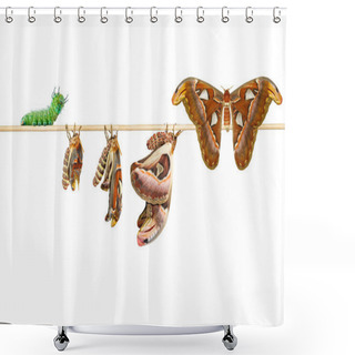 Personality  Isolated Life Cycle Of Female Attacus Atlas Moth From Caterpilla Shower Curtains