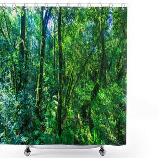 Personality  Big Trees In Primeval Forest Shower Curtains