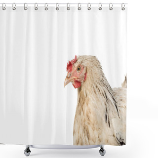 Personality  Close-up View Of Beautiful White Hen Isolated On White  Shower Curtains