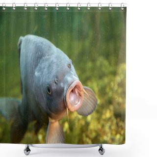 Personality  Large, Beautiful Carp Float In The Pond .  Shower Curtains