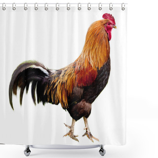 Personality  Rooster Isolated Shower Curtains
